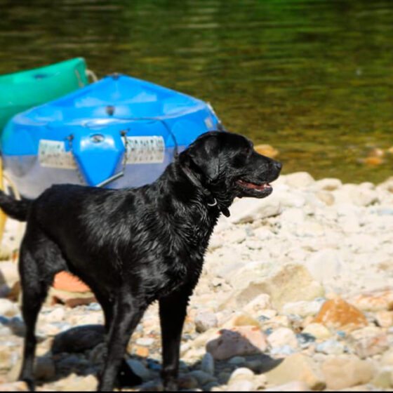 Atrévete a hacer el Descenso del Sella con perro - Descubre las medidas de una canoa para perros