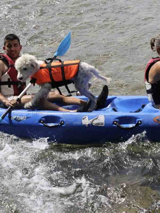 Descenso internacional del sella canoa con perros