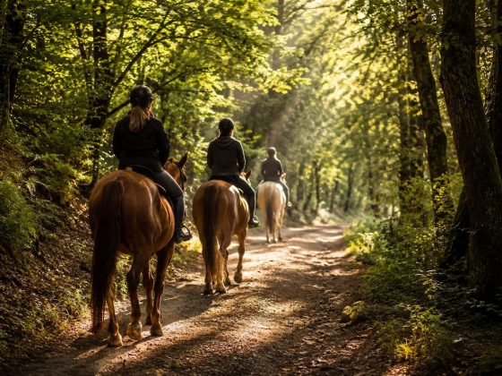 Ruta a caballo por un sendero forestal iluminado por la luz del sol entre árboles